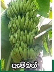 AMBAN