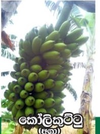 KOLIKUTTU